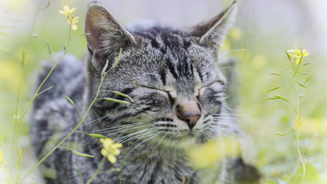 Cat sleeping grass blurry nature free wallpaper - medium preview image