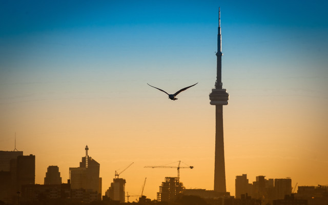 Bird skyline sunset matte city free wallpaper - medium preview image