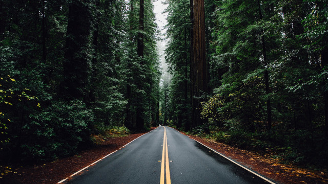 Forest road aurora fireworks milkyway free wallpaper - medium preview image