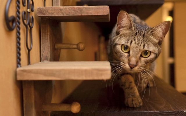 Cat chain bokeh fluxus photorealistic free wallpaper - medium preview image