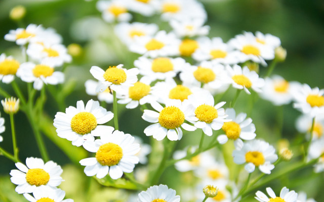 White yellow flower field bokeh free wallpaper - medium preview image