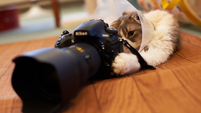 Cat camera bag macro photography free wallpaper - medium preview image