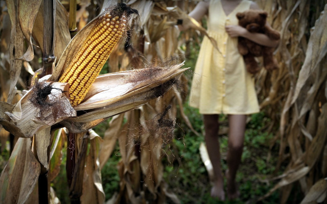 Yellow dress woman cornfield teddy free wallpaper - medium preview image