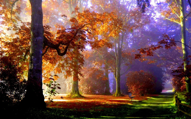 Mystical forest path bench autumn free wallpaper - medium preview image