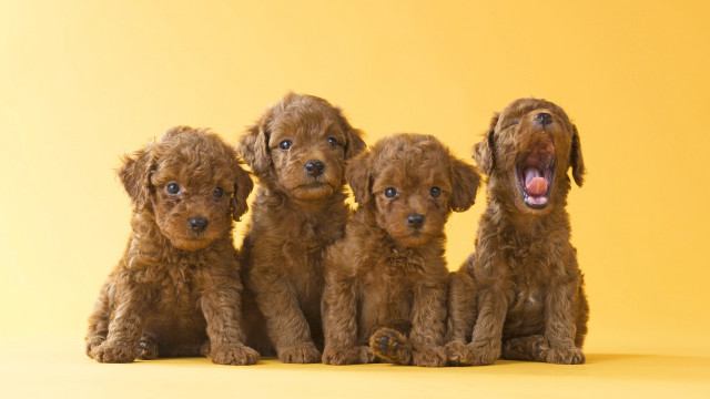 Four brown dogs yellow background free wallpaper - medium preview image
