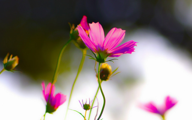 Close up flower bug butterfly free wallpaper - medium preview image