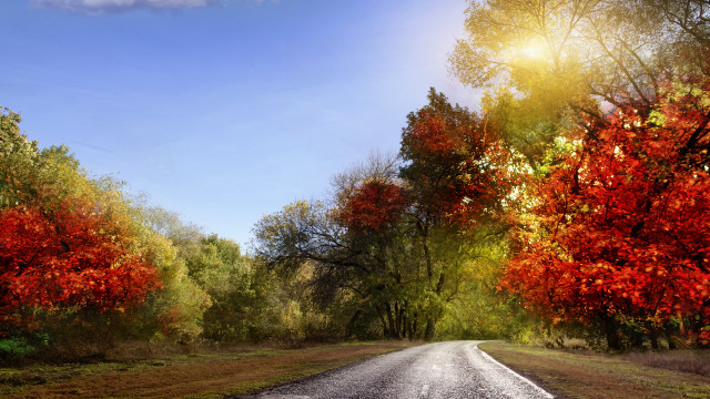 Autumn road trees leaves sunset free wallpaper - medium preview image