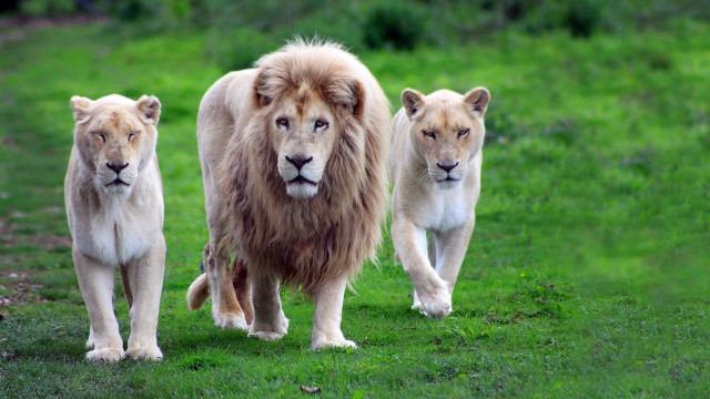 Lions walking grassy field trees free wallpaper - medium preview image