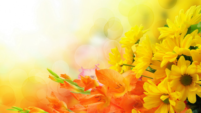 Yellow flower bouquet bokeh light free wallpaper - medium preview image