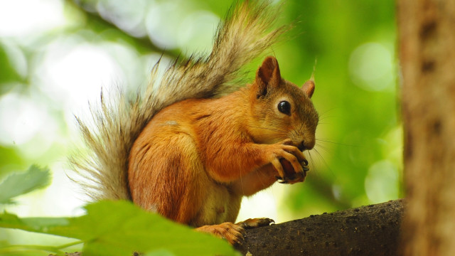 Squirrel eating nut forest blurry free wallpaper - medium preview image
