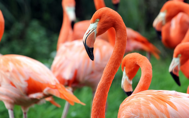 Flamingos grass photorealistic bokeh depthofield free wallpaper - medium preview image