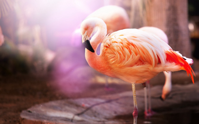 Flamingo rock zoo background pink free wallpaper - medium preview image