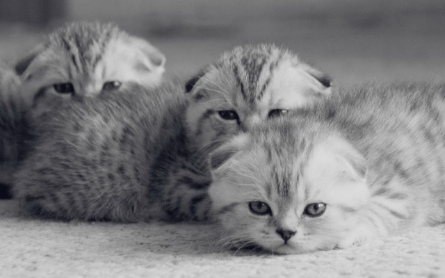 Cats shiba inu blackandwhite photorealistic free wallpaper - medium preview image