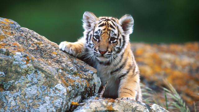 Tiger cub climbing rock sunny #2 free wallpaper - medium preview image