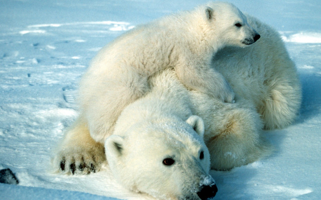 Polar bears hugging snow ecological free wallpaper - medium preview image