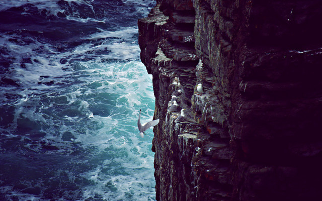 Bird ocean cliff waves scene free wallpaper - medium preview image