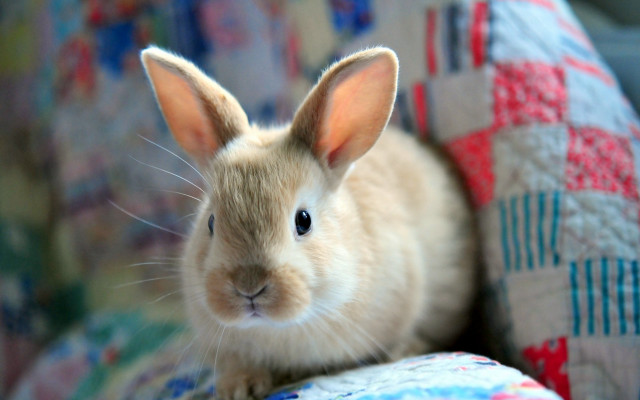 Rabbit cushion blanket puzzle beatrix free wallpaper - medium preview image