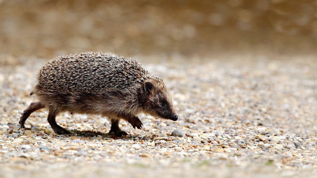 Hedgehog walking gravel road forest free wallpaper - medium preview image