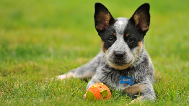Dog grass ball toy outdoors free wallpaper - medium preview image