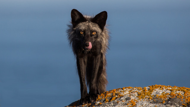 Black wolf rock tongue out free wallpaper - medium preview image