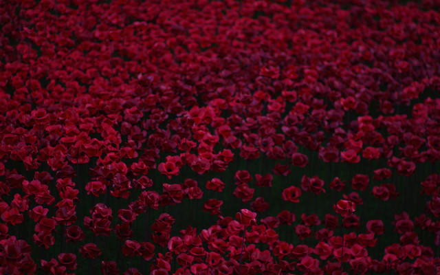 Red flower field umbrella bouquet free wallpaper - medium preview image