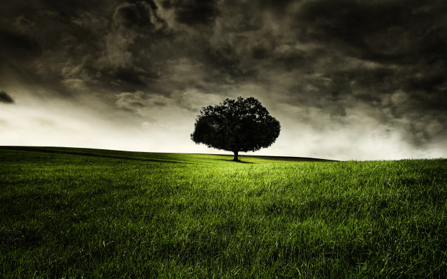 Lone tree grassy field cloudy #18 free wallpaper - medium preview image