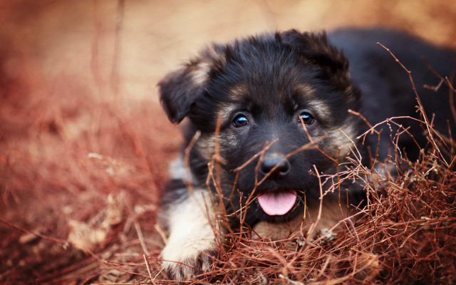 Puppy grass tongue smile blue free wallpaper - medium preview image