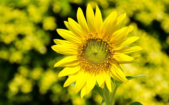 Sunflower blurry field yellow bokeh free wallpaper - medium preview image