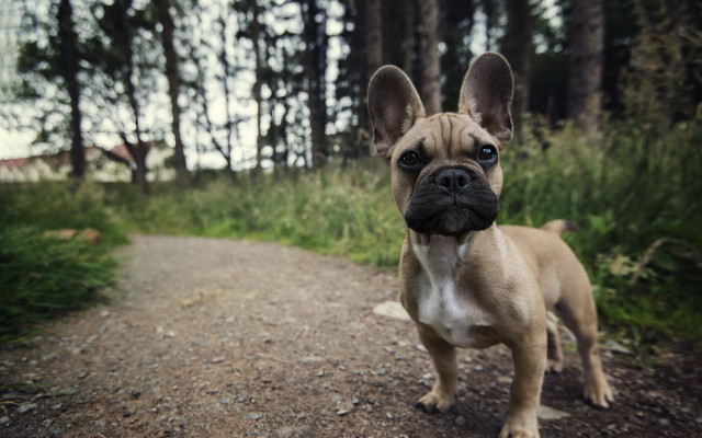 Small dog woods dirt road free wallpaper - medium preview image