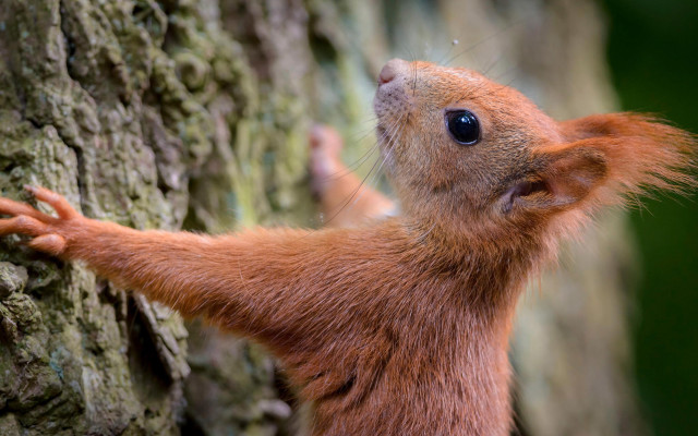 Red squirrel climbing tree branch free wallpaper - medium preview image