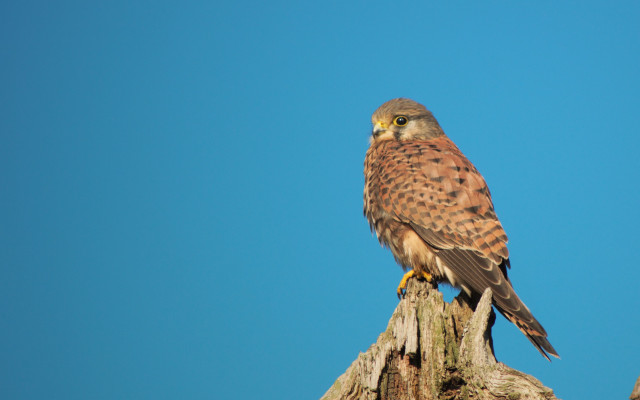 Bird owl branch blue sky free wallpaper - medium preview image