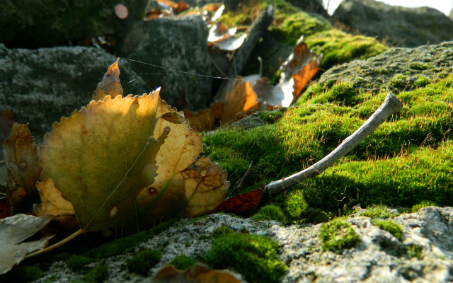 Leaf moss rock wall wire #2 free wallpaper - medium preview image