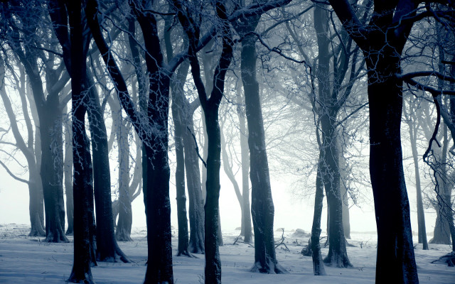 Snowy forest bench foggy winter free wallpaper - medium preview image