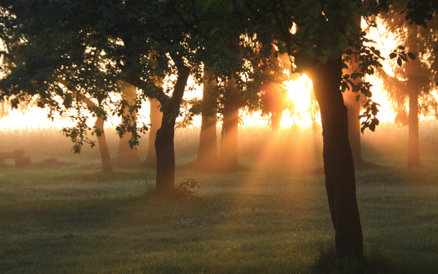 Autumn fog sunlight trees lake free wallpaper - medium preview image