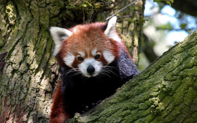 Red panda climbing tree sad free wallpaper - medium preview image