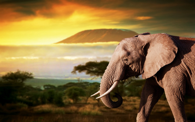 Elephant mountain sunset ocean clouds free wallpaper - medium preview image