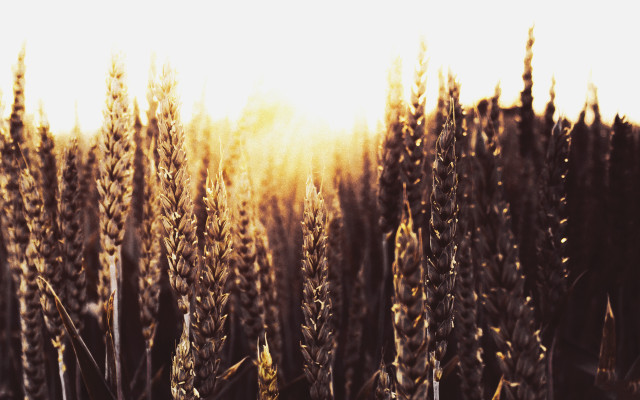 Field tall grass sunshine autumn free wallpaper - medium preview image