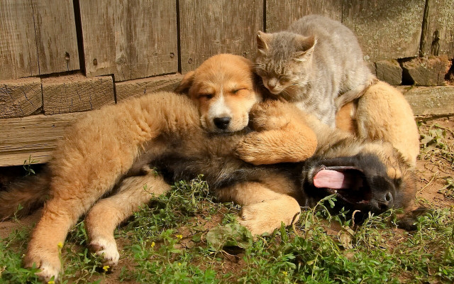 Cat dog furry art award free wallpaper - medium preview image