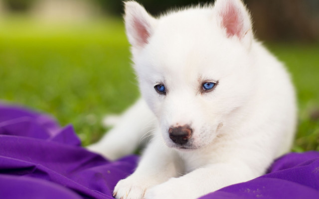 White puppy blue eyes purple #2 free wallpaper - medium preview image