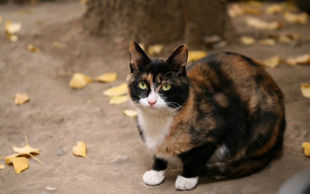 Cat leaves neck upward focus free wallpaper - medium preview image