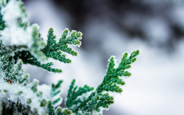Green plant snow macro nature free wallpaper - medium preview image