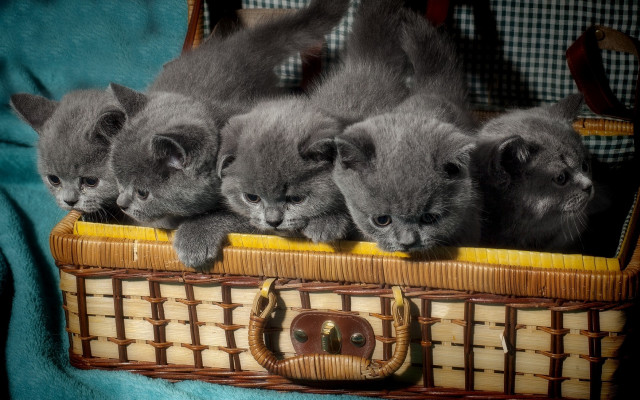 Kittens basket group blanket sharp free wallpaper - medium preview image