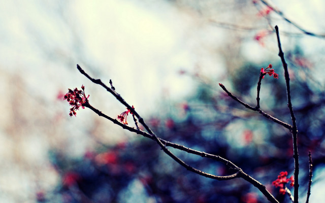 Branch red flowers sky clouds free wallpaper - medium preview image