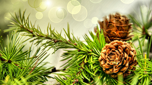 Pine cone branch bokeh folk free wallpaper - medium preview image