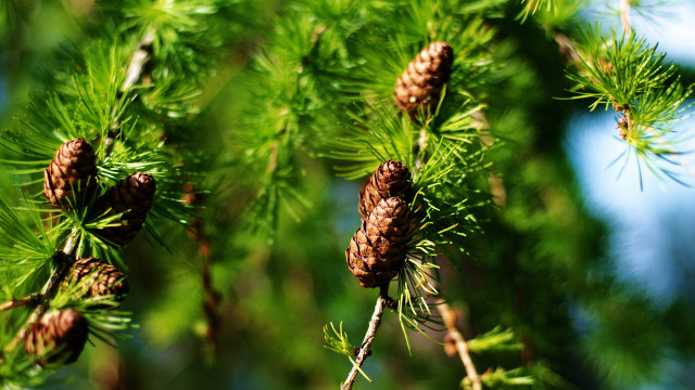 Pine cones close up blue free wallpaper - medium preview image