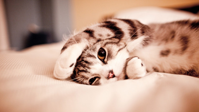 Cat laying on bed cute #2 free wallpaper - medium preview image
