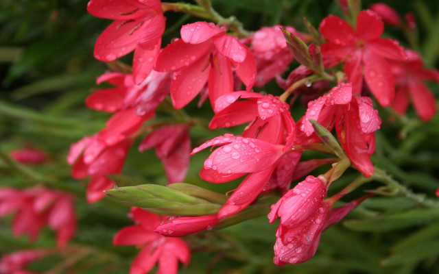 Red flowers water droplets green #2 free wallpaper - medium preview image