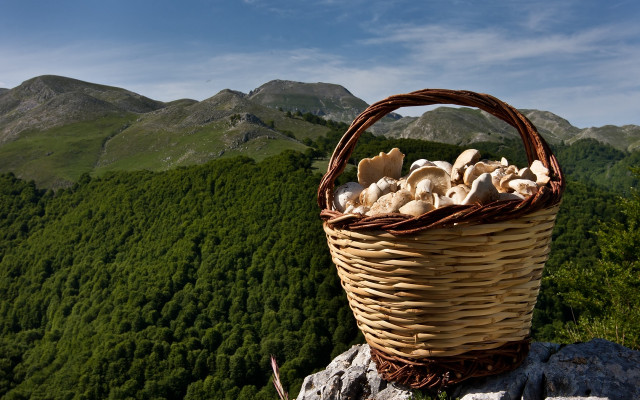 Mushroom basket rock mountains forest free wallpaper - medium preview image