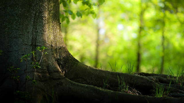 Exposed tree roots forest green free wallpaper - medium preview image