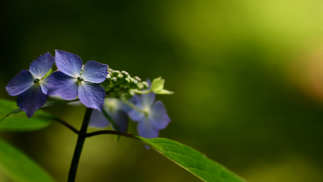 Blue flower green leaves blurry free wallpaper - medium preview image